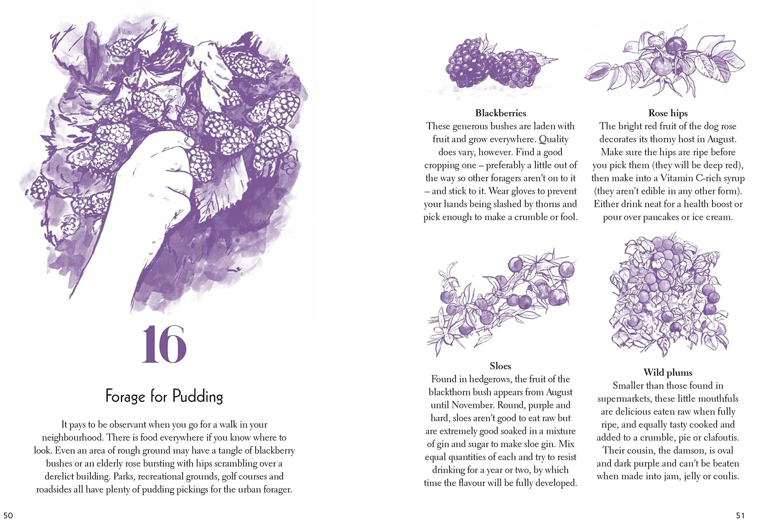 50 Things to Do in the Urban Wild
