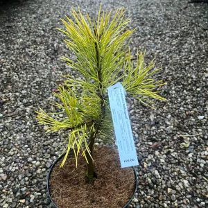 Pinus sylvestris 'Meffengowd'