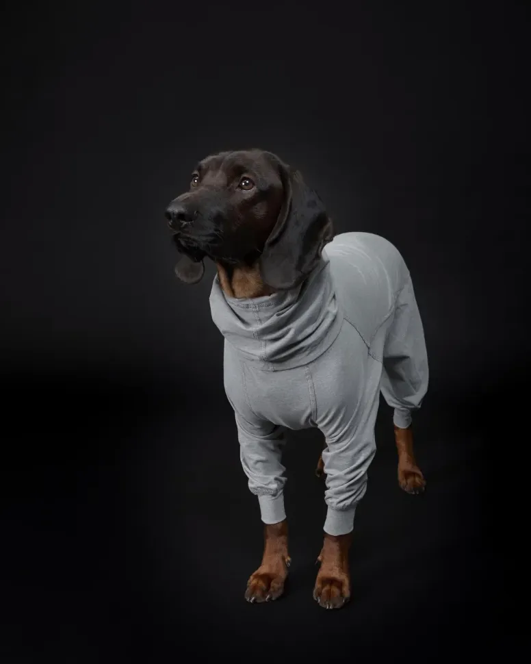 Recovery Overall for Dogs